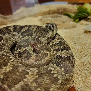 Kentucky Reptile Zoo - Southern pacific rattlesnake