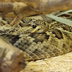 Kentucky Reptile Zoo - Mojave rattlesnake