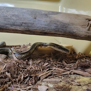 Kentucky Reptile Zoo - Midland ratsnake