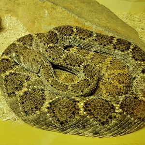 Kentucky Reptile Zoo - Western diamondback