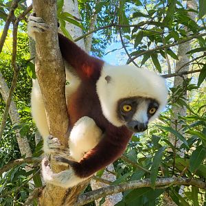 Coquerel's sifaka at Lemuria Land on Nosy Be