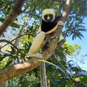 Crowned/Coquerel's Sifaka hybrid at Lemuria Land on Nosy Be