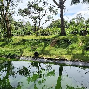 Chimpanzee (Pan troglodytes) enclosure