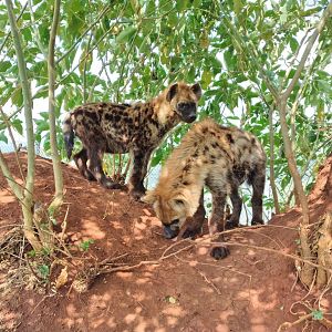 Spotted Hyena (crocuta crocuta)