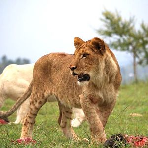 Lions (Pathera leo)