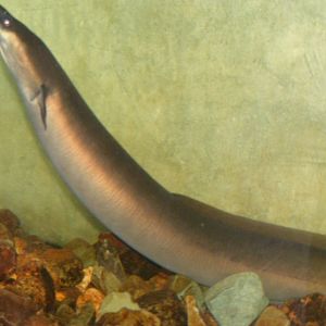 American Eel
