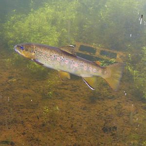 Wild Brown Trout