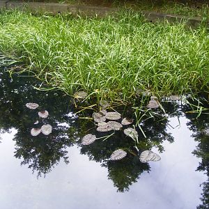 Main pool from above
