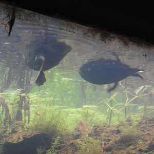 American Black Ducks from underwater