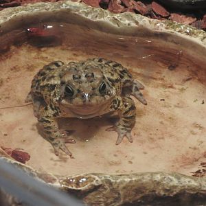 American Toad