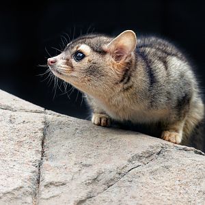 North American Cacomistle / 26-5-22 / Hamerton