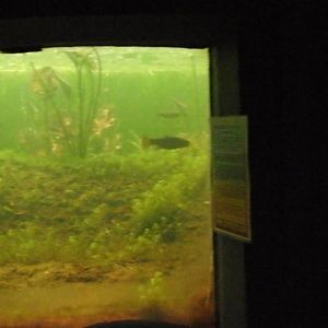 Wild Stream Tank panorama