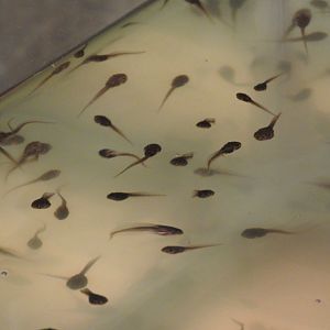 Tadpoles