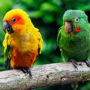 Cuban and Sun Conure / 26-5-22 / Hamerton