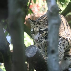 Asia Trail - Clouded Leopard