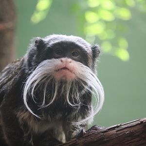 Small Mammal House - Bearded Emperor Tamarin