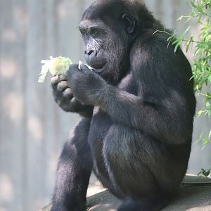 Great Ape House - Western Lowland Gorilla - Moke