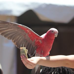 Birds in Flight - Rose-Breasted Cockatoo
