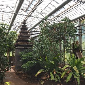 Orangutan project construction, Members preview - Retained temple, walkway and future aviary, 2022-05-28