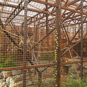 Orangutan project construction, Members preview - Smaller indoor exhibit, 2022-05-28