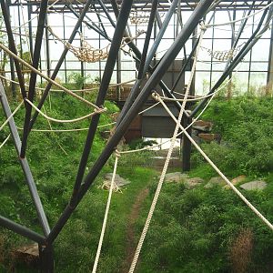 Orangutan project construction, Members preview - First large indoor exhibit, 2022-05-28