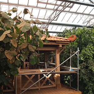 Orangutan project construction, Members preview - Future viewing area, 2022-05-28