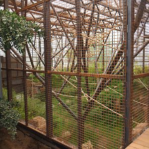 Orangutan project construction, Members preview - First large indoor exhibit, 2022-05-28