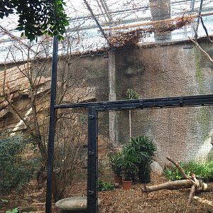 Orangutan project construction, Members preview - Former hornbill aviary being refurbished, 2022-05-28