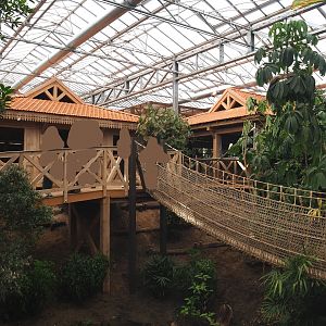 Orangutan project construction, Members preview - Walkways and future viewing areas, 2022-05-28