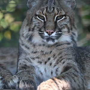 Claws & Paws Pathway - Bobcat