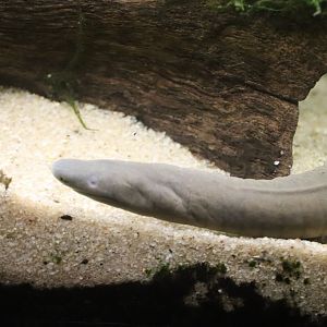 Amazonia - Aquatic Caecilian