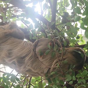 Amazonia - Linnaeus's Two-Toed Sloth - Howie