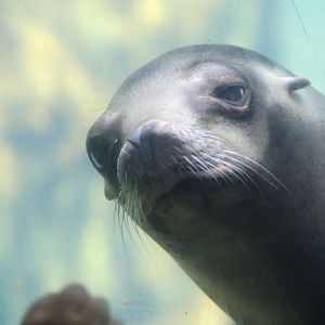 American Trail - California Sea Lion