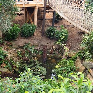 Orangutan project construction, Members preview - Pond, 2022-05-28