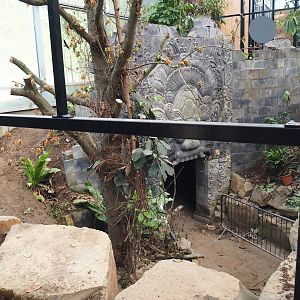 Orangutan project construction, Members preview - New aviary, 2022-05-28