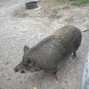 Wellington Conservation Center (2022) - Angelina the sow