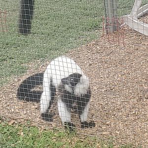Wellington Conservation Center (2022) - Lemurs