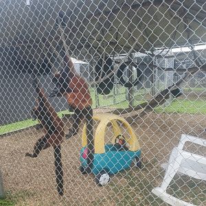 Wellington Conservation Center (2022) - Lemurs
