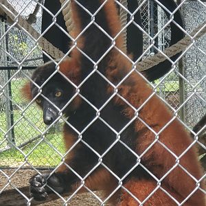 Wellington Conservation Center (2022) - Lemurs