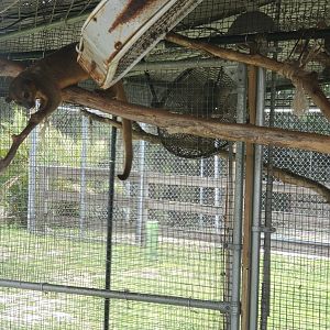 Wellington Conservation Center (2022) - Kinkajou