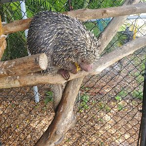 Wellington Conservation Center (2022) - Pickles the porcupine
