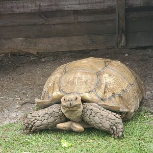 Wellington Conservation Center (2022) - Tank