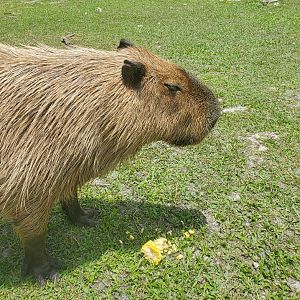 Wellington Conservation Center (2022) - Capybaras