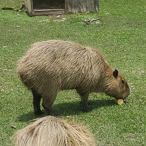 Wellington Conservation Center (2022) - Capybaras