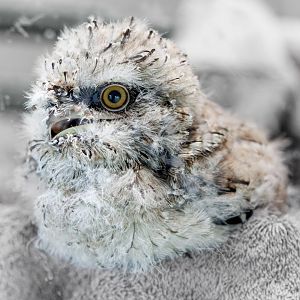 Tawny Frogmouth Chick / 26-5-22 / Hamerton