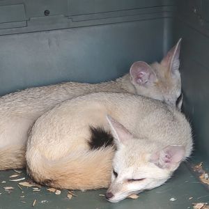 Wellington Conservation Center (2022) - Pale Foxes