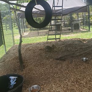 Wellington Conservation Center (2022) - Mara