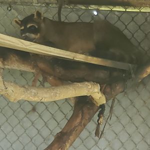 Wellington Conservation Center (2022) - Jasper the Crab-eating Raccoon