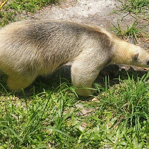 Wellington Conservation Center (2022) -Taco the Tamandua