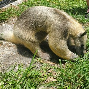 Wellington Conservation Center (2022) -Taco the Tamandua
